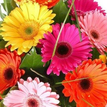 Gerbera Plants - Selection of THREE Beautiful Hardy Gerberas with Giant Daisy Flowers