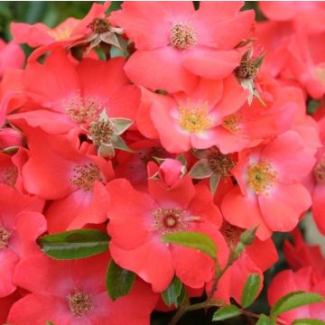 Rose 'Flower Carpet Sunset' - Ground Cover Rose
