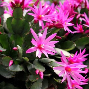 Flowering Spring Cactus 'Rhipsalidopsis' Plants in Bud & Bloom