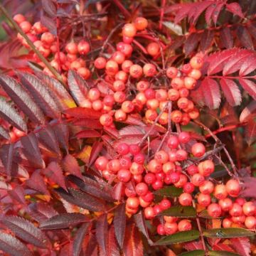Sorbus Eastern Promise - Mountain Ash Tree