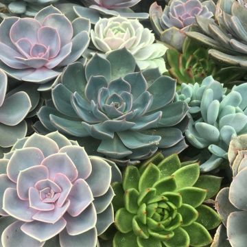 Echeveria Plant Collection - Pack of FIVE Different Plants