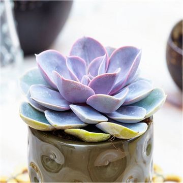 Echeveria 'Perle von Nürnberg' - Succulent Plant in White Pot - TEST