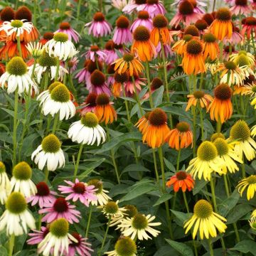 Echinacea Breeders Mix Sunny Colours Echinacea Plants - Pack of FIVE