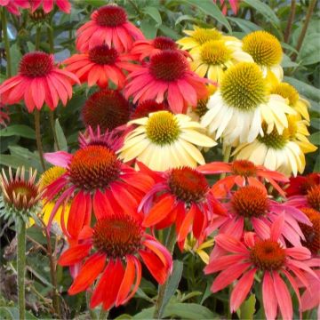 BULK PACK - Echinacea Cheyenne Spirit - Pack of FIFTEEN Coneflower Plants in Amazing Colours