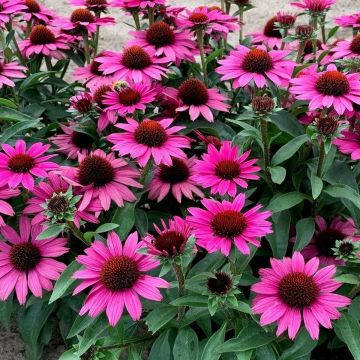 Echinacea purpurea Chunky Purple - Purple Cone Flower