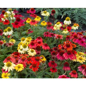 BULK PACK - Echinacea Cheyenne Spirit - Pack of TEN Coneflower Plants in Amazing Colours