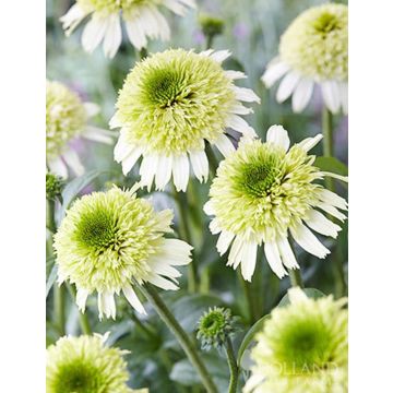 Echinacea purpurea Delicious Nougat - Double Flowered Cone Flower Plants