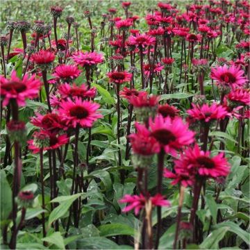 Echinacea Fatal Attraction - Black Stem Purple Cone Flower