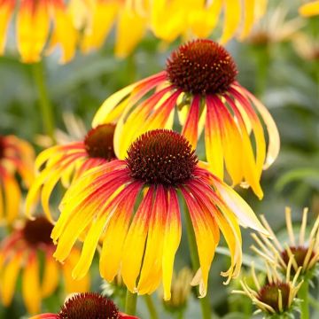 Echinacea 'Parrot'