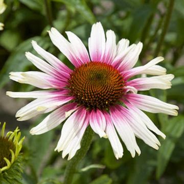 Echinacea purpurea Funky White - Unique Bicolour Cone Flower