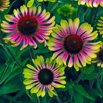 Echinacea purpurea Green Twister - Cone Flower Plants