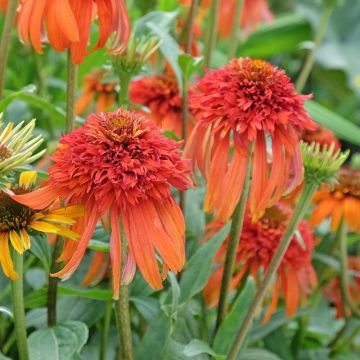 Echinacea 'Hot Papaya'