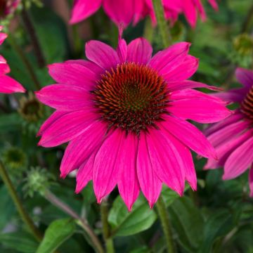 Echinacea Lakota Rose - Purple Cone Flower - In Bud & Bloom