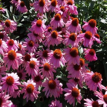 Echinacea Moodz Courage - Purple Coneflower Plants