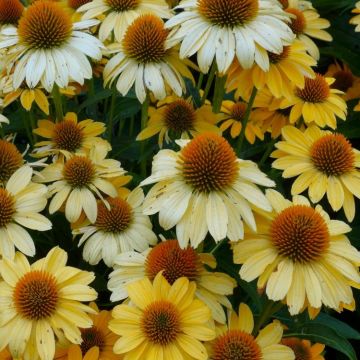 Echinacea Mooodz Shiny - Soft Yellow Cone Flower