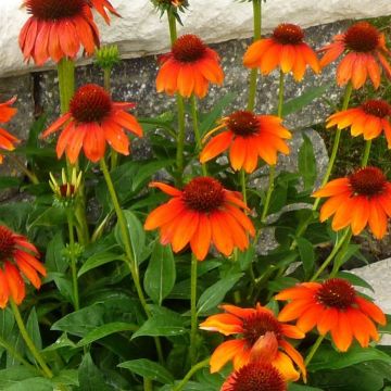 Echinacea sunacea Arches - Orange Cone Flower