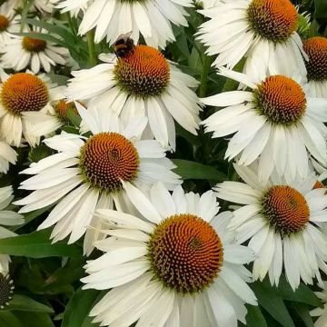 Echinacea purpurea White Meditation - Cone Flower Plants - In Bud & Bloom
