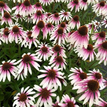 Echinacea Pretty Parasols