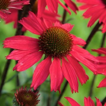 Echinacea purpurea Sensation Pink