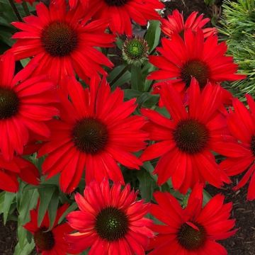 Echinacea Sombrero Salsa Red - Cone Flower