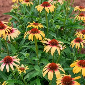 Echinacea Strawberry Mango - Cone Flower