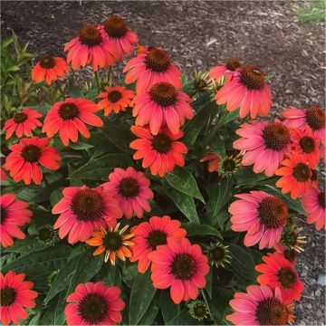 Echinacea purpurea 'Sundown' - Cone Flower