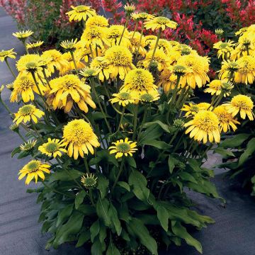 Echinacea 'Sunny Days Lemon'