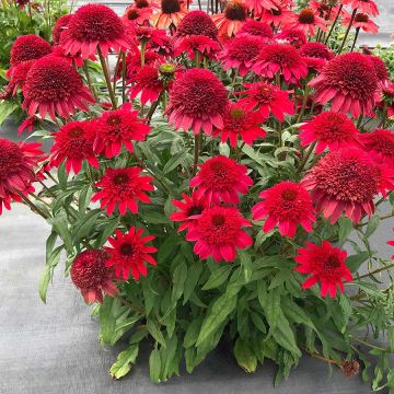 Echinacea 'Sunny Days Ruby' - Cone Flower