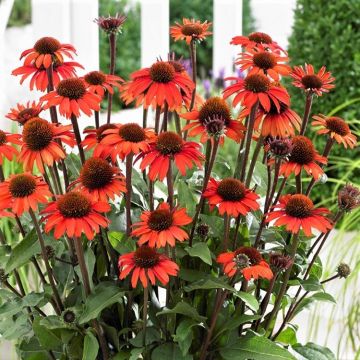 Echinacea SunSeekers In Tanz Orange - Orange Cone Flower