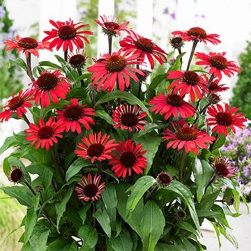 Echinacea 'Red Crawler'