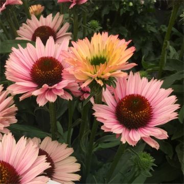 Echinacea Sun Seekers Salmon - 'Flamingo Feathers' Cone Flower