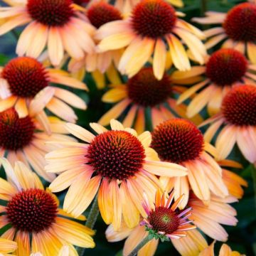 Echinacea Tiger Eyes - Coneflower Plants