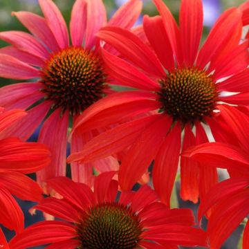 Echinacea Tomato Soup - Cone Flower