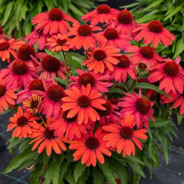 Echinacea 'Vintage Red'