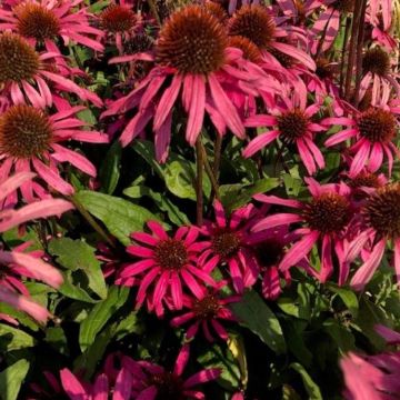 Echinacea Mooodz Cosy