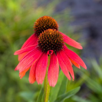 Echinacea purpurea 'Sensation Coral' - Cone Flower