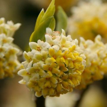 Edgeworthia chrysantha 'Nanjing Gold' - Paperbush - LARGE Heavy Specimen Plants