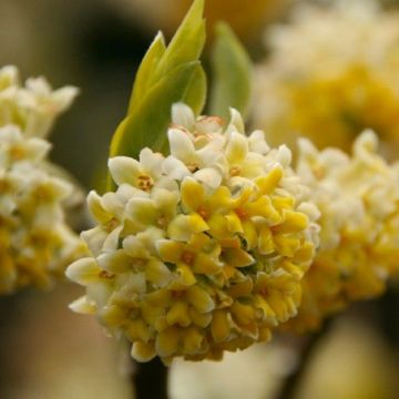 Edgeworthia chrysantha 'Nanjing Gold' - Paperbush