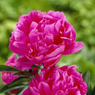 Paeonia lactiflora - Peony - Edulis Superba