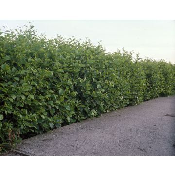 Black Alder Hedging - Alnus Glutinosa / Common Alder