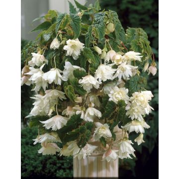 Begonia pendula White - Perfect for Tubs and Baskets