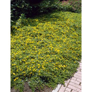 Lysimachia nummularia 'Aurea'