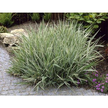 Phalaris arundinacea 'Picta'