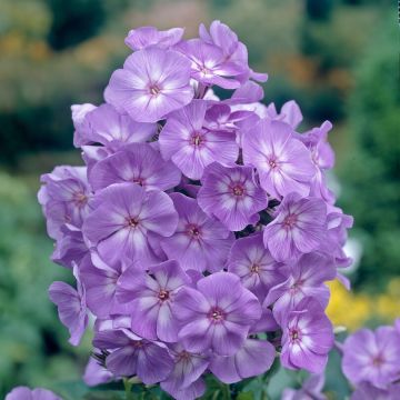 Phlox paniculata Laura