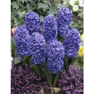 Blue Star Hyacinth in Bud Blue Star Hyacinth in Bud