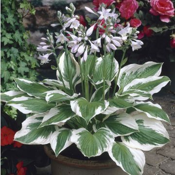 Hosta fortunei 'Patriot'
