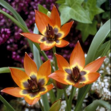 Tulip Little Princess - Pack of 6 Bulbs
