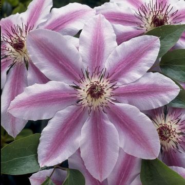 Clematis 'Nelly Moser'