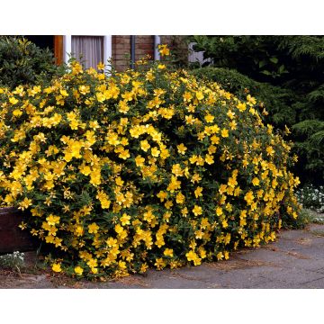 Hypericum 'Hidcote'