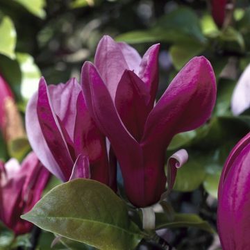 Magnolia liliiflora Nigra - Circa 110-120cm